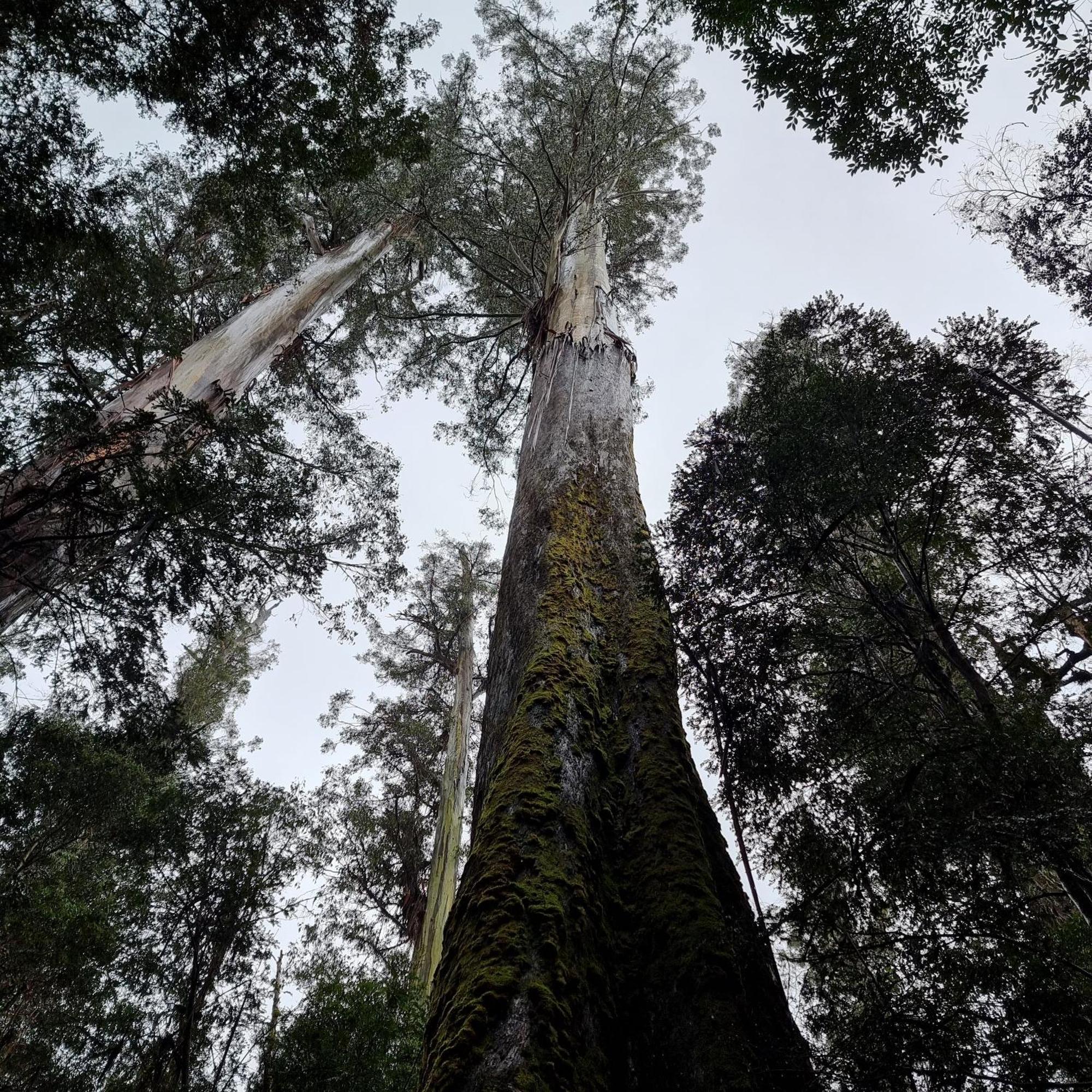 Russell Falls Holiday Cottages National Park Bagian luar foto